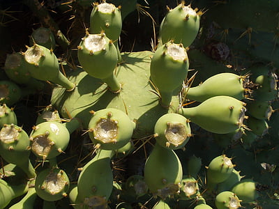 cactus, planta, katusfeigen, picadura de, naturaleza, fruta, alimentos