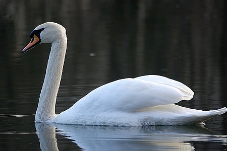 swan, water, lake, noble, white, white swan, swim