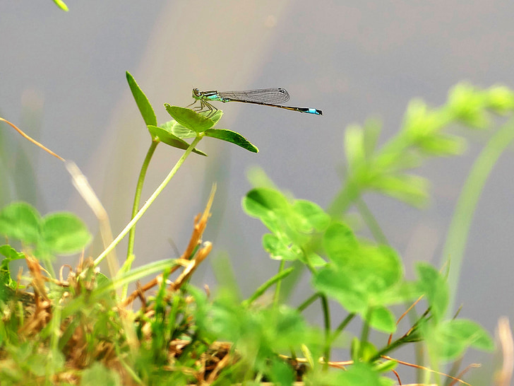 dragonfly, nature, animal, insect, meadow, green, close