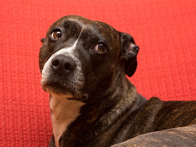 perro, American staffordshire terrier, Retrato, Amstaff, Estado de ánimo, animales de compañía, animal