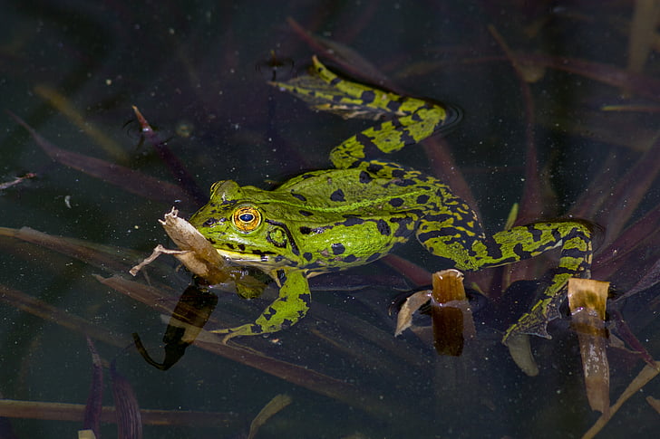 žaba, obojživelníky, vody, rybník, Zelená, Príroda, tvor