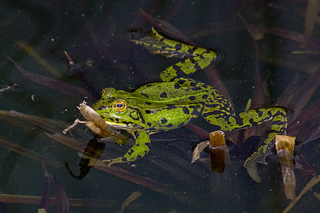katak, amfibi, air, Kolam, hijau, alam, makhluk
