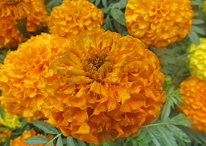 flower, orange, macro, yellow, garden, plant, nature