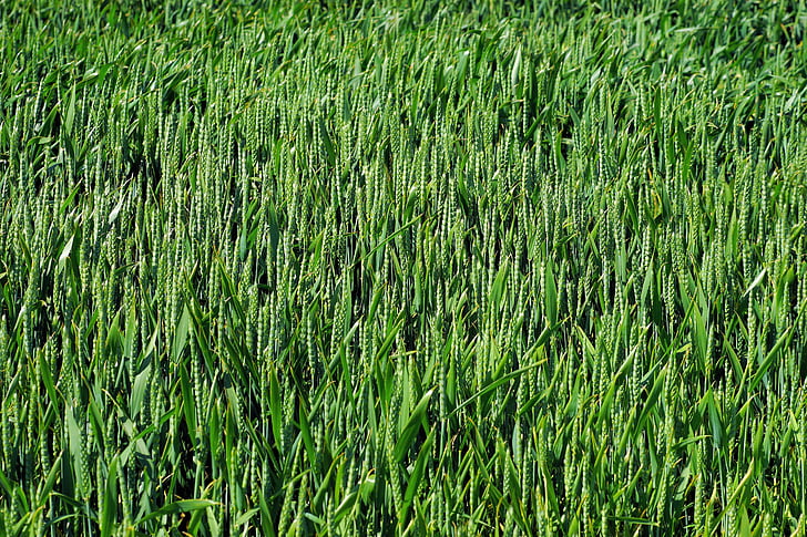 polje, žitno polje, kmetijstvo, žita, pšenice, zrn, zelena