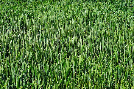 polje, polje pšenice, Poljoprivreda, žitarice, pšenica, zrno, zelena