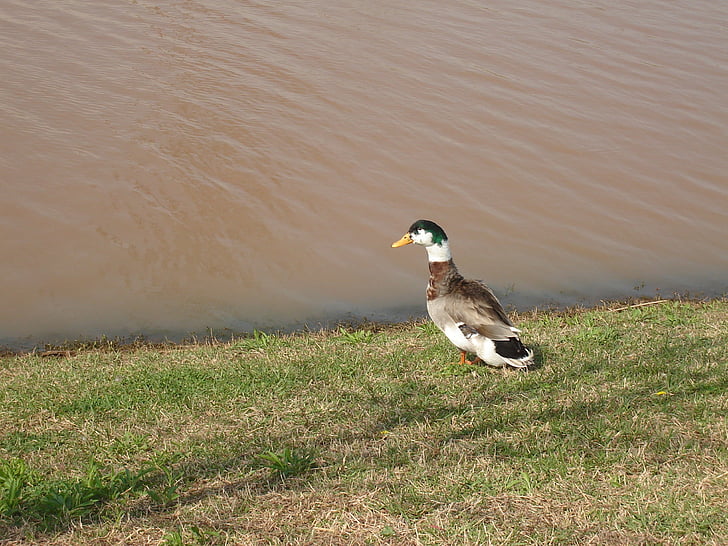 duck, pond, grass, water, nature, bird, lake