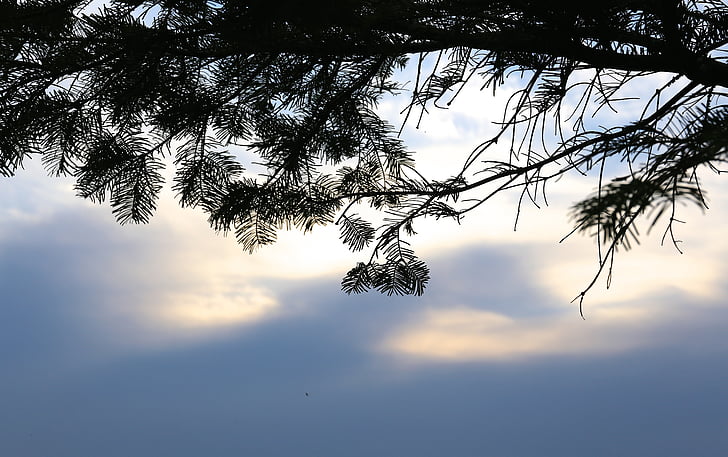 cloud, himmel, spruce, branch, evening