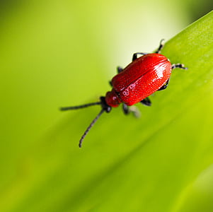 Kardinal, kumbang, bertengger, hijau, daun, closeup, fotografi