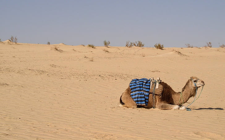 dromadaire, Sahara, Tunisie, désert, chameau, dromadaire chameau, sable