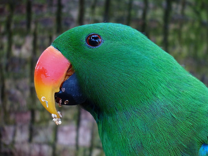 djur fotografering, Vacker, fågel, närbild, färgglada, färgglada, lummigt