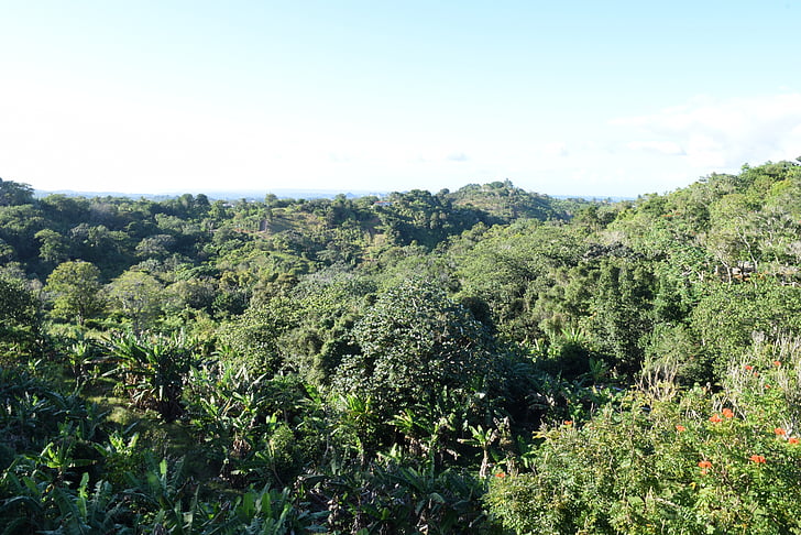 stromy, Utuado, Forest, Tropical, strom, rastlín, Zelená