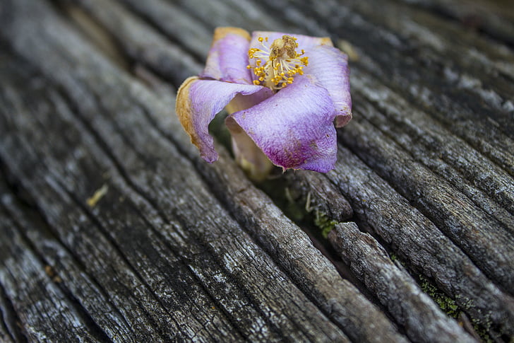 lila, petaled, Blume, aus Holz, Stangen, Blumen, Natur