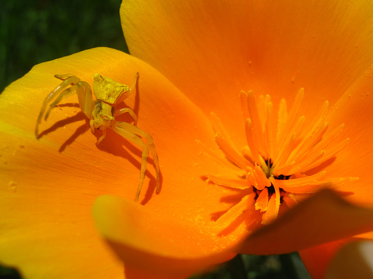 spider, flower, nature, orange, yellow, macro