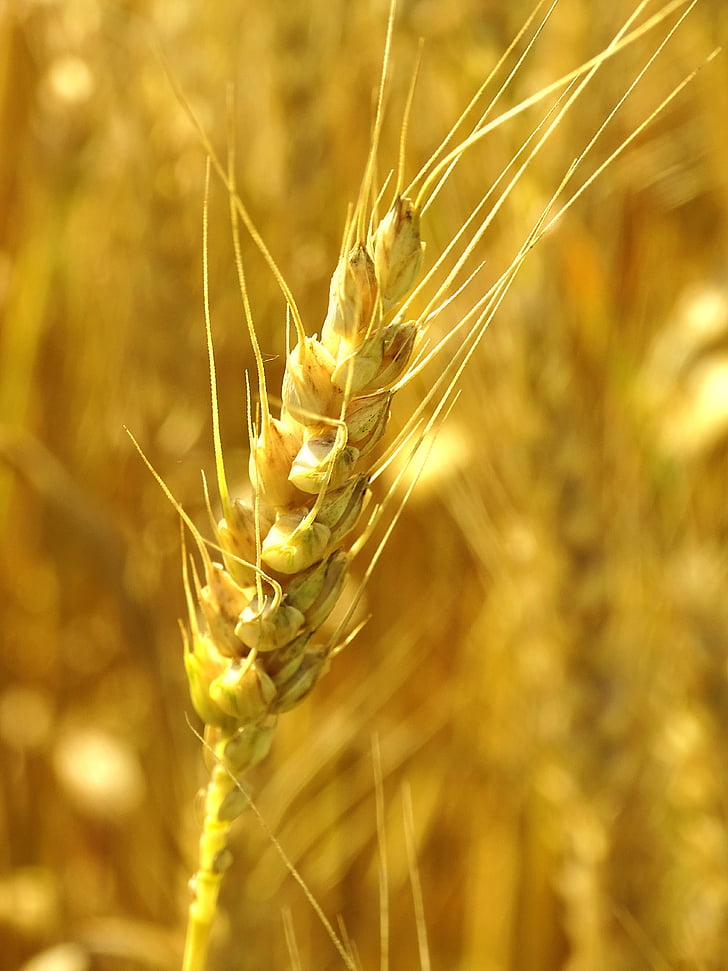 pšenica, Spike, pšeničné polia, obilniny, poľnohospodárstvo, Príroda, obilných rastlín