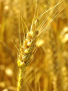 trigo, espiga, campo de trigo, cereales, agricultura, naturaleza, planta de cereal
