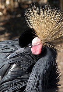 szürke koronás daru, madarak, daru, egy állat, állat, közeli kép:, állati wildlife