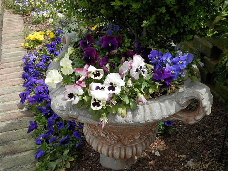 viooltjes, Tuin plantenbak, concrete urn, bloemen, planten, Tuin