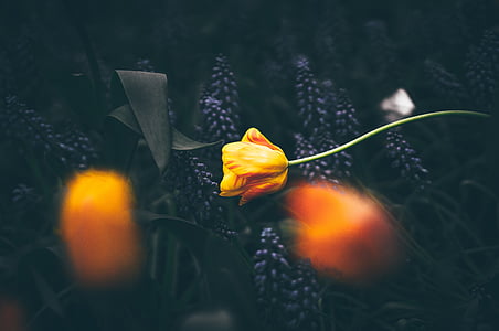 selectiva, enfoque, Fotografía, naranja, pétalos, flor, amarillo