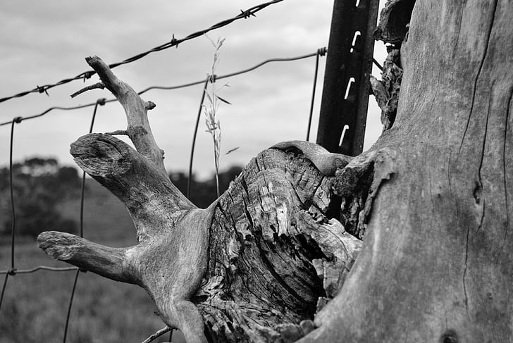 fence, barbed wire, tree trunk, post, black and white, nature, tree