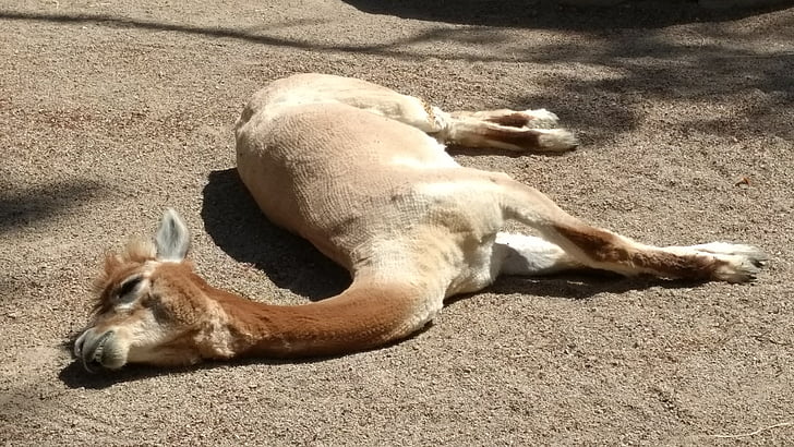 Zoo, zvíře, volně žijící zvířata