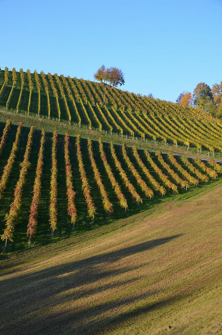 víno, Hill, jeseň, vinice, vinič, Neskoré leto, región