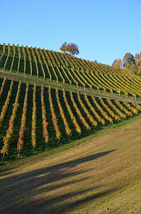 víno, Hill, podzim, vinice, vinné révy, Pozdní léto, Lokalita