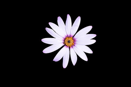 Marguerite, cvijet, flore, priroda, Botanika, cvatnje, biljka
