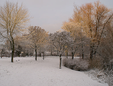 snow, winter, park, trees, sunlight