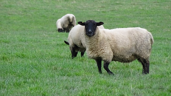 ovelhas, grama, campo, pecuária, zona rural, pastoreio