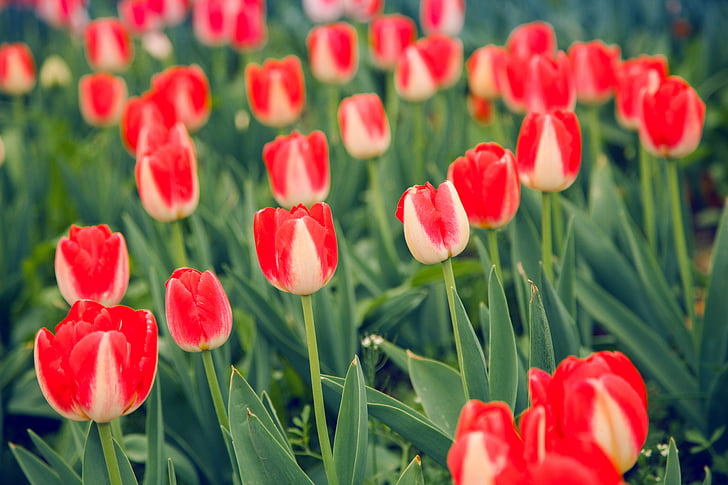Tulipán, červená a bílá, přírodní krajina, jarní květiny, květiny, v plném květu, květ