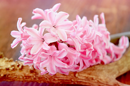 hyacinth, flower, blossom, bloom, pink, fragrant flower, fragrant
