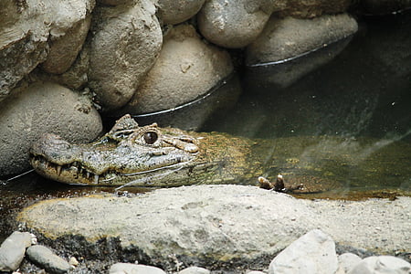 animal, réptil, Cayman, lagarto, crocodilo, animal de água, natureza