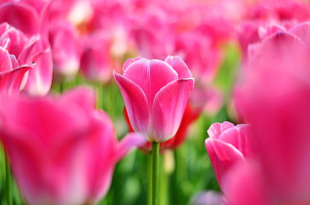 tulipaner, rød, makro, sterke farger, natur, Nærbilde, Tyrkia
