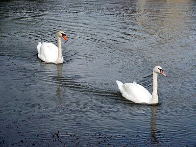 swans, swan, waters, water, lake, beautiful, pride