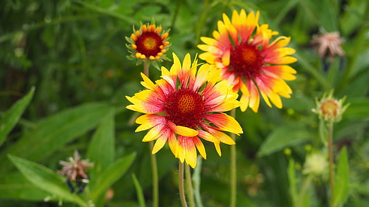 blanketflower, gaillardia, yellow, red, pink, flower, nature