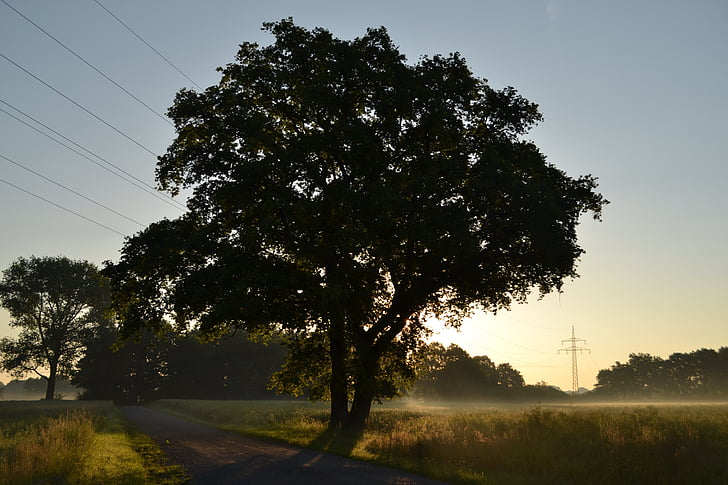 morning, nature, forest, field, sun, morgenstimmung, early in the morning