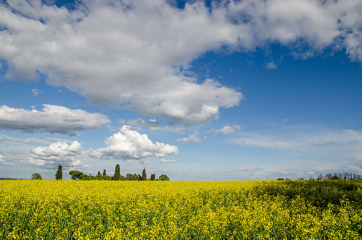 field, sky, flowers, yellow, blue, spring, nature