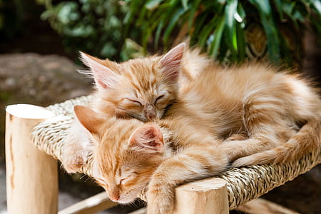kittens, pets, sleeping, cats, animal, domestic, cute