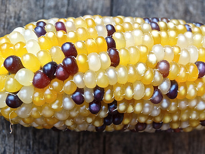 dekoratīvo kukurūzas, kukurūza, dzeltena, Corn par vālīšu, graudaugi, dārzeņi, lauksaimniecība