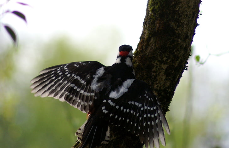 woodpecker, bird, colorful, feather, fly, nature, great spotted woodpecker