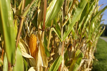polje kukuruza, kukuruz, klip, priroda, ljeto, žitarice, zelena