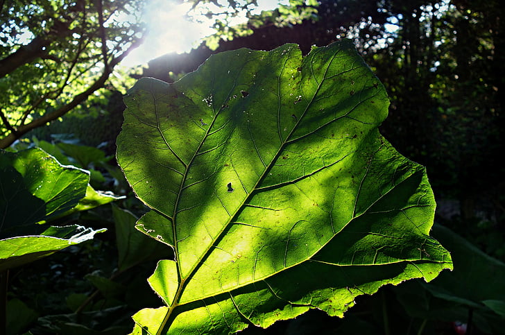butterbur, petasitus hybridus, 국화과, 공장, 잎, 잎, 정 맥