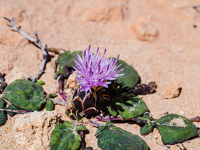 矢车菊 aegialophila, 花, 紫色, 自然, 绽放, 植物区系, 春天