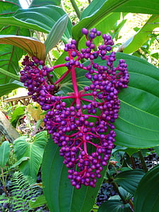 Berry, liar, ungu, tanaman, Bush, botani, Taman