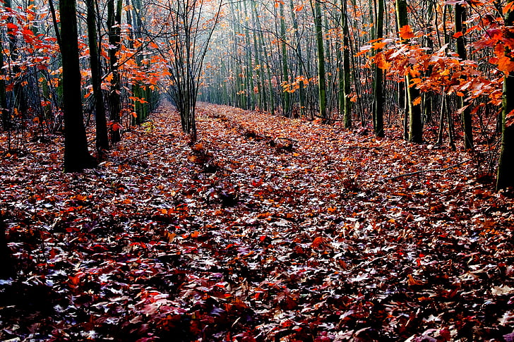 Oak, hösten, skogen, oaken lämnar, röd