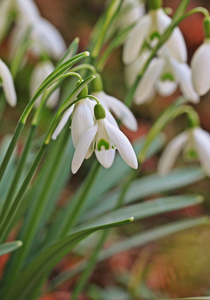 snowdrop, spring, flower, flower closeup, nature, signs of spring, plant