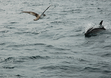 seagull, dolphin, ocean, wildlife, nature, flying, swimming
