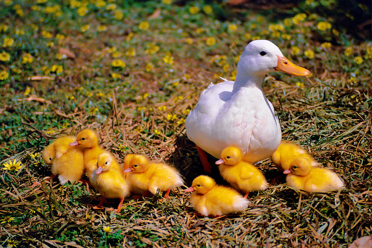 pato, frango, família, fotografia da vida selvagem, animal jovem, Ducky, ave aquática