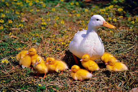 鸭, 鸡, 家庭, 野生动物摄影, 年轻的动物, 小鸭, 水鸟