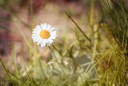 Daisy, menunjuk bunga, bunga, padang rumput, alam, bunga liar, Cantik